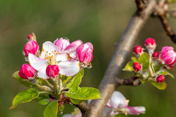 Close-up of a magnificent inflorescence of an apple tree with drops on the petals after rain