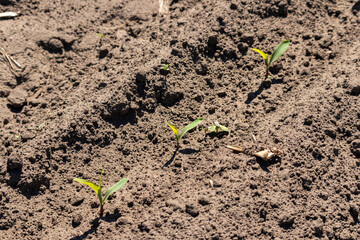 Plowed land with rows of young shoots of corn
