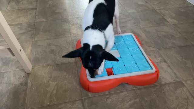 A toy fox terrier dog playing with an advanced challenge slider interactive treat puzzle dog toy that helps with boredom, sniffing and pawing for treats