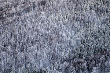Winter snowy forest. Bieszczady National Park, Poland.