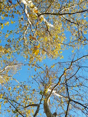 autumn leaves against blue sky