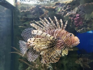 LionFish