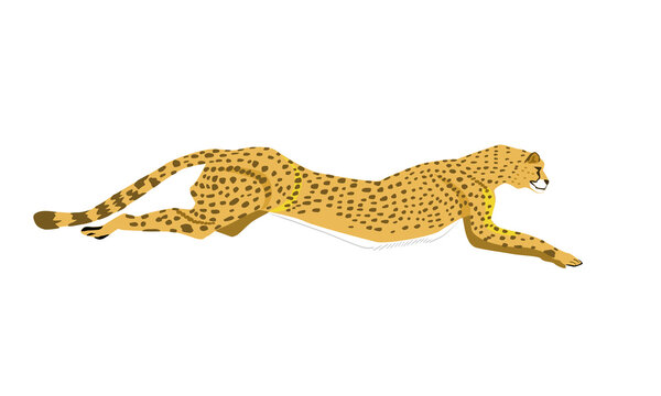 African animal  flat vector of cheetah run