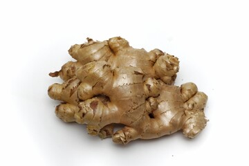 photo of Ginger on a white background