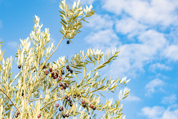 【香川県 小豆島】青空の下のオリーブの実と葉	