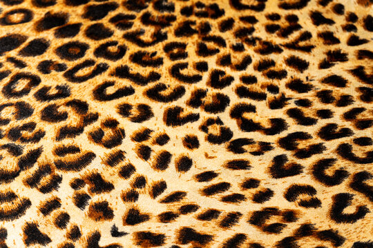 416 Best 豹柄 Images Stock Photos Vectors Adobe Stock