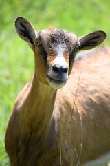 portrait of a goat