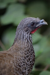 close up of a bird