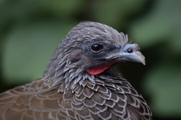 close up of a bird