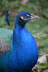 Fototapeta premium portrait of a peacock
