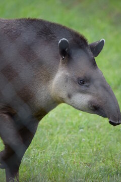 danta in the zoo