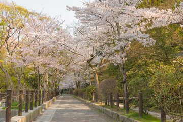 Fototapeta na wymiar Kyoto, Japan - Philosopher's Walk (Tetsugaku-no-michi) in Kyoto, Japan. It is a pedestrian path that follows a cherry-tree-lined canal in Kyoto, between Ginkaku-ji and Nanzen-ji.
