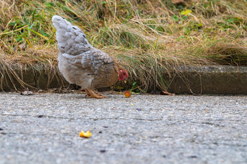 Huhn pickt Essensreste von der Strasse