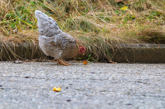 Huhn pickt Essensreste von der Strasse