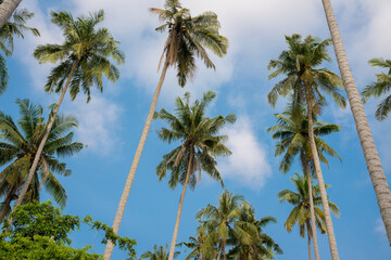 Coconut trees by the sea on holidays.