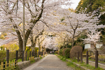 Kyoto, Japan - Philosopher's Walk (Tetsugaku-no-michi) in Kyoto, Japan. It is a pedestrian path...
