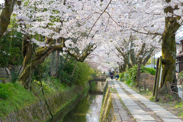Kyoto, Japan - Philosopher's Walk (Tetsugaku-no-michi) in Kyoto, Japan. It is a pedestrian path that follows a cherry-tree-lined canal in Kyoto, between Ginkaku-ji and Nanzen-ji.