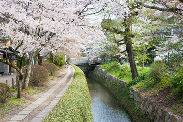 Kyoto, Japan - Philosopher's Walk (Tetsugaku-no-michi) in Kyoto, Japan. It is a pedestrian path that follows a cherry-tree-lined canal in Kyoto, between Ginkaku-ji and Nanzen-ji.