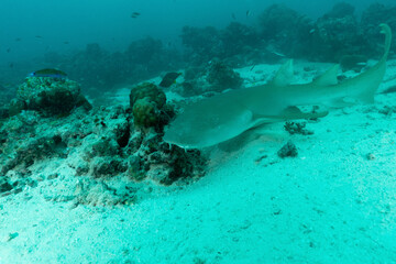Fototapeta na wymiar squalo nutrice, Ginglymostoma cirratum, su sabbia