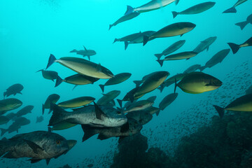 gruppo di pesci chirurgo mentre nuotano nel blu