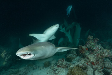 squali nutrice, Ginglymostoma cirratum, su sabbia
