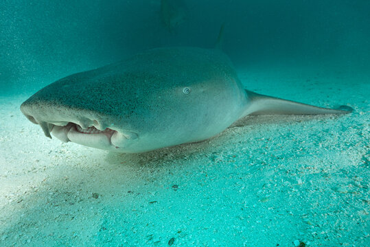 primo piano di squalo nutrice, Ginglymostoma cirratum, su sabbia