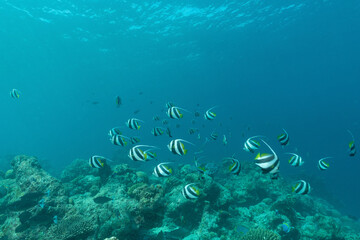 pesce angelo, Heniochus acuminatus, nel blu
