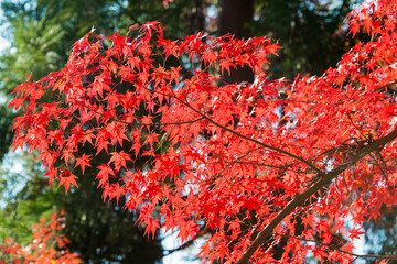 Kyoto, Japan - Autumn leaf color at Bishamondo Temple in Yamashina, Kyoto, Japan. The Temple originally built in 703.