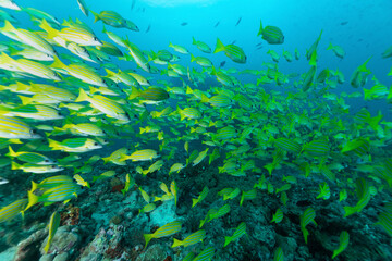 gruppo di pesci azzannatori striati, Lutjanus kasmira, sulla barriera corallina