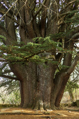 Cedrus libani. Great cedar of Lebanon