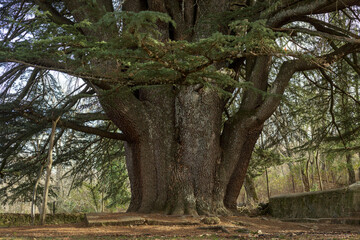 Cedrus libani. Great cedar of Lebanon