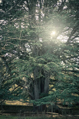 Cedrus libani. Great cedar of Lebanon