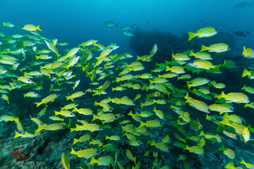 gruppo di pesci azzannatori striati, Lutjanus kasmira, sulla barriera corallina
