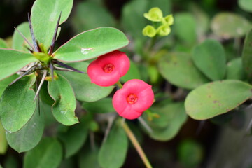 two tiny red flowers
