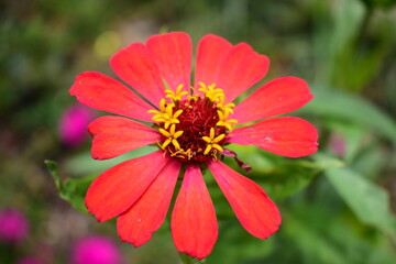 red flower in the garden