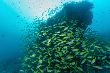 Fototapeta na wymiar gruppo di pesci azzannatori striati, Lutjanus kasmira, sulla barriera corallina