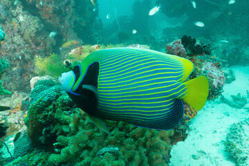 Naklejka na ściany i meble Pesce angelo imperatore, Pomacanthus imperator, sulla barriera corallina