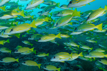 gruppo di pesci azzannatori striati, Lutjanus kasmira, sulla barriera corallina © Massimo