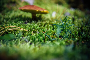 Abstract plant background - wet forest moss, mushroom with brown cap. Close-up, focus on green moss.