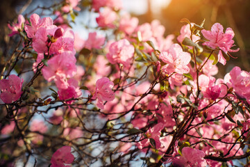 Spring shrub blooming with delicate pink flowers in sunlight. Altai rhododendron ledebur, close-up. Abstract floral background.