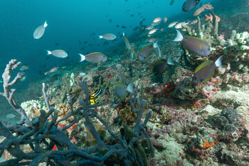 pesci chirurgo mentre nuotano sulla barriera corallina, circondati da spugne