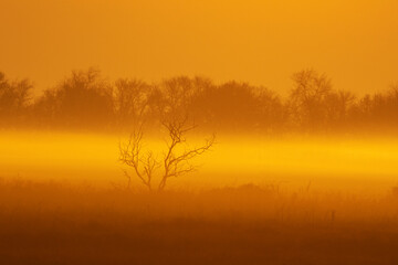 Orange sunrise with fog and bare tree