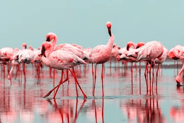 Foto op Canvas  Group of red flamingo birds on the blue lagoon. © Yuliia Lakeienko