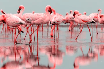 Fotobehang Wild african birds. Groupe of red flamingo birds on the blue lagoon. © Yuliia Lakeienko