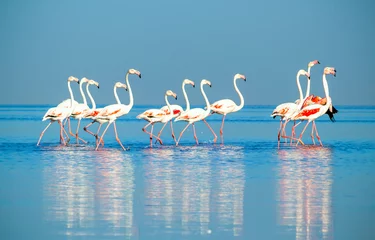 Foto op Canvas Groepsvogels van roze Afrikaanse flamingo& 39 s die op een zonnige dag rond de blauwe lagune lopen © Yuliia Lakeienko