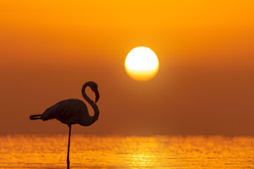 A beautiful lonely flamingo stands in a lagoon against a background of golden sunset and bright big sun