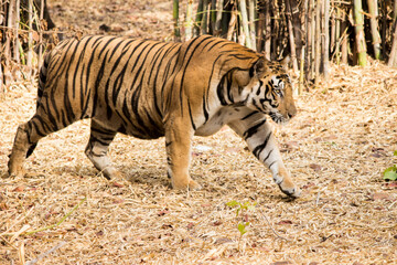 bengal tiger walking