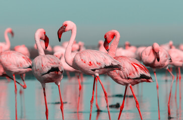 Wild african birds. Group birds of pink african flamingos  walking around the blue lagoon on a sunny day