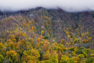 Great Smokey Mountains National Park - Chimneys Fire Damage Landscape