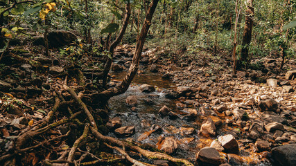 a lot of fallen leaves